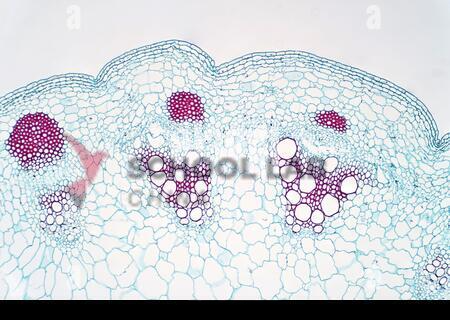 Prepared Microscope Slide - Sunflower (Helianthus): Stem T.S. and L.S.